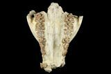 Partial, Fossil Oreodont (Merycoidodon) Skull - Wyoming #174371-2